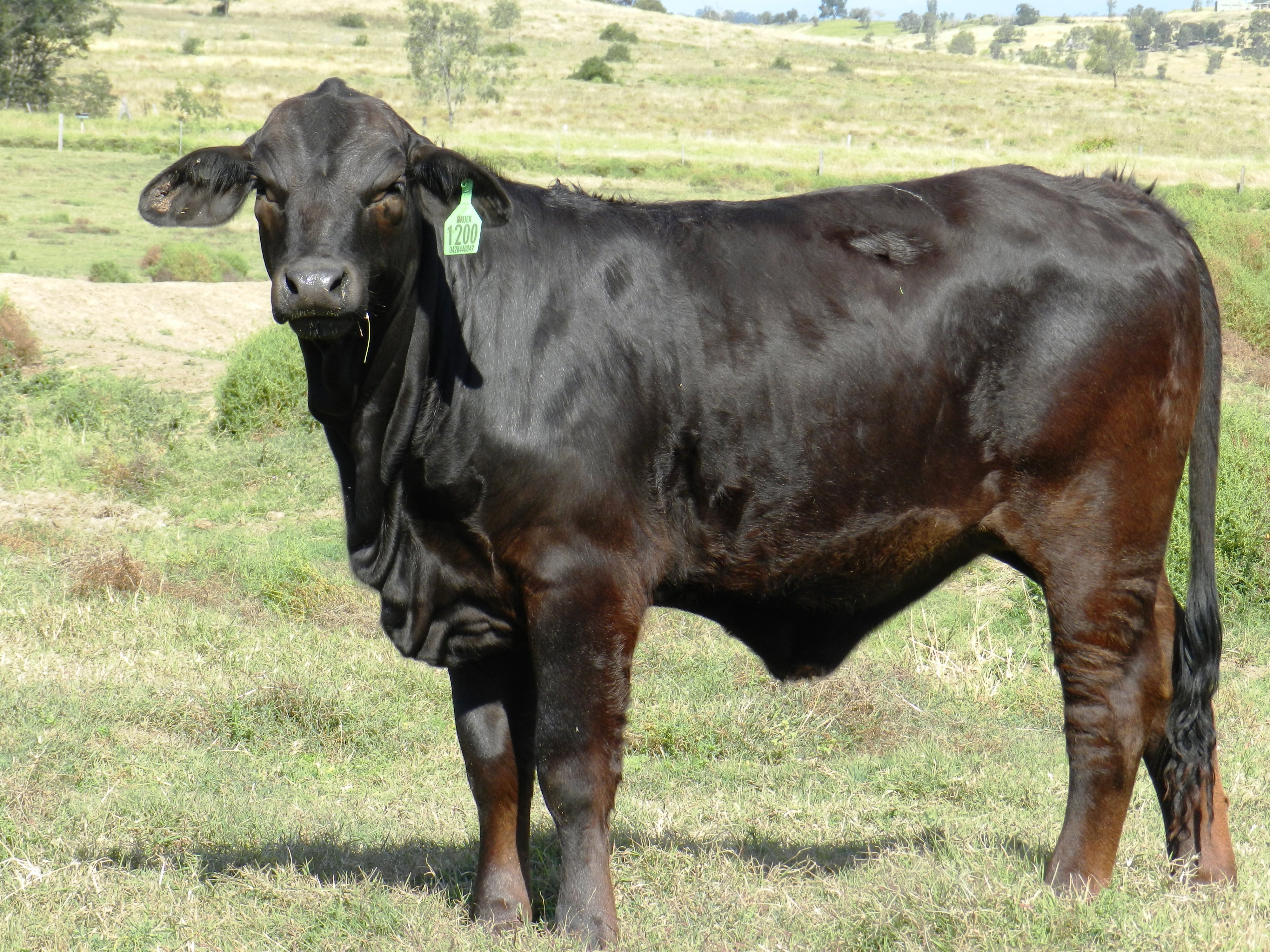 Elara Angie 4th at 14 mths
